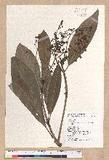 Machilus japonica Siebold et Zucc. var. kusanoi (Hayata) Liao j