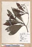 Machilus japonica Siebold et Zucc. var. kusanoi (Hayata) Liao j