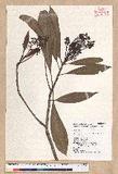 Machilus japonica Siebold et Zucc. var. kusanoi (Hayata) Liao j