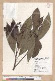 Machilus japonica Siebold et Zucc. var. kusanoi (Hayata) Liao j