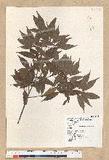 Neolitsea acuminatissima (Hayata) Kanehira et Sasaki ssl