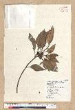 Neolitsea sericea (Blume) Koidz. var. aurata (Hayata) Hatusima sl