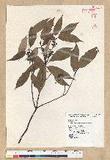 Neolitsea aciculata (Blume) Koidz. Usl