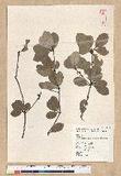 Neolitsea buisanensis Yamamoto & Kamikoti Z¤ssl