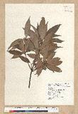Neolitsea aciculata (Blume) Koidz. Usl