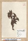 Neolitsea acuminatissima (Hayata) Kanehira et Sasaki ssl