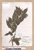 Cyclobalanopsis stenophylloides (Hayata) Kudo & Masamune ex Kudo 狹葉高山櫟
