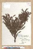 Cryptomeria japonica (L. f.) D. Don 柳杉