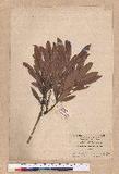 Pasania dodonaeifolia (Hayata) Hayata h_