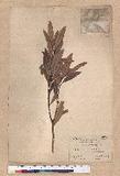 Pasania dodonaeifolia (Hayata) Hayata h_