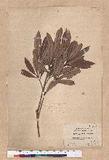 Pasania dodonaeifolia (Hayata) Hayata h_