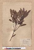 Pasania dodonaeifolia (Hayata) Hayata h_