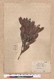 Pasania dodonaeifolia (Hayata) Hayata h_