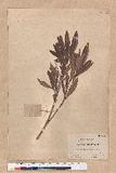 Pasania dodonaeifolia (Hayata) Hayata h_