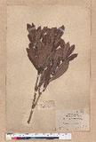 Pasania dodonaeifolia (Hayata) Hayata h_