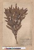Pasania dodonaeifolia (Hayata) Hayata h_
