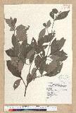 Machilus obovatifolia (Hayata) Kanehira & Sasaki ˧Z