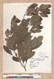 Litsea hypophaea Hayata pl(׾)