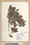 Machilus obovatifolia (Hayata) Kanehira & Sasaki ˧Z