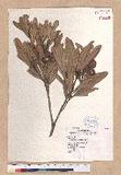 Pasania dodonaeifolia (Hayata) Hayata h_