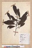 Litsea elongata (Wall. ex Nees) Benth. et Hook. f. var. mushaensis (Hayata) J. C. Liao l