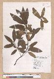 Litsea morrisonensis Hayata ɤsl