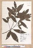 Litsea morrisonensis Hayata ɤsl
