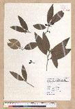 Litsea morrisonensis Hayata ɤsl