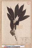 Litsea lii Chang var. nunkao-tahangensis (Liao) Liao ~l