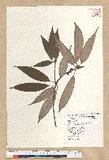 Neolitsea aciculata (Blume) Koidz. var. variabillima (Hayata) J. C. Liao ܸsl