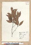 Neolitsea hiiranensis Liu & Liao nssl