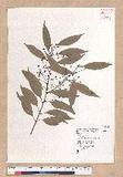Cinnamomum macrostemon Hayata J׮