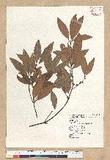 Neolitsea hiiranensis Liu & Liao nssl