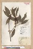 Neolitsea sericea (Blume) Koidz. շsl