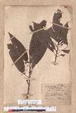 Litsea acuminata (Blume) Kurata l