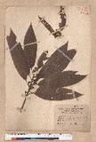 Litsea dolichocarpa Hayata