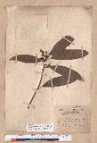 Litsea acuminata (Blume) Kurata l