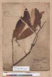 Litsea acuminata (Blume) Kurata l