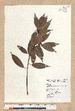 Neolitsea acuminatissima (Hayata) Kanehira et Sasaki ssl
