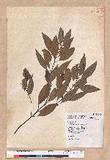 Cinnamomum macrostemon Hayata J׮