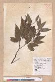 Cinnamomum macrostemon Hayata J׮