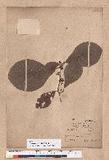 Litsea akoensis Hayata ̪Fl