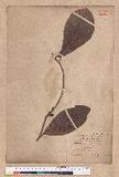 Litsea obovata Hayata