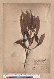 Litsea dolichocarpa Hayata
