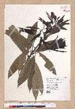 Litsea acuminata (Blume) Kurata l