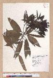Litsea acuminata (Blume) Kurata l