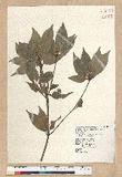 Neolitsea aciculata (Blume) Koidz. var. variabillima (Hayata) J. C. Liao ܸsl
