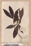 Litsea dolichocarpa Hayata