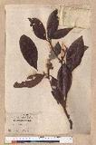 Litsea dolichocarpa Hayata