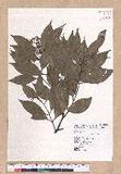 Cinnamomum osmophloeum Kanehira g׮